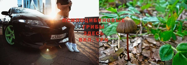 прущие крисы Новозыбков